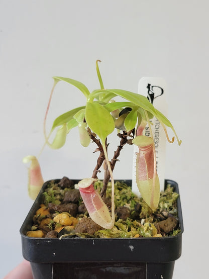 Nepenthes sibuyanensis BCP