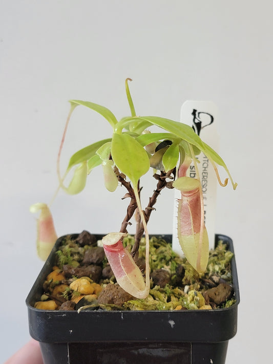 Nepenthes sibuyanensis BCP