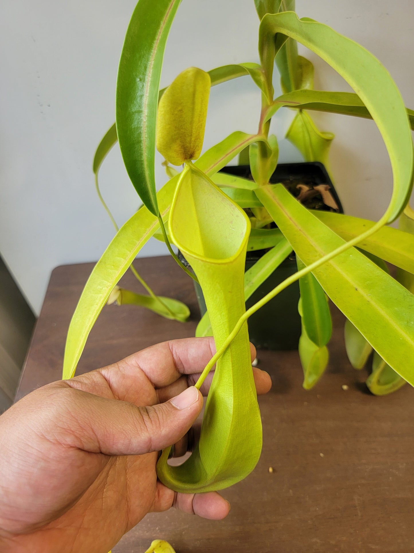 Nepenthes reinwardtiana SG