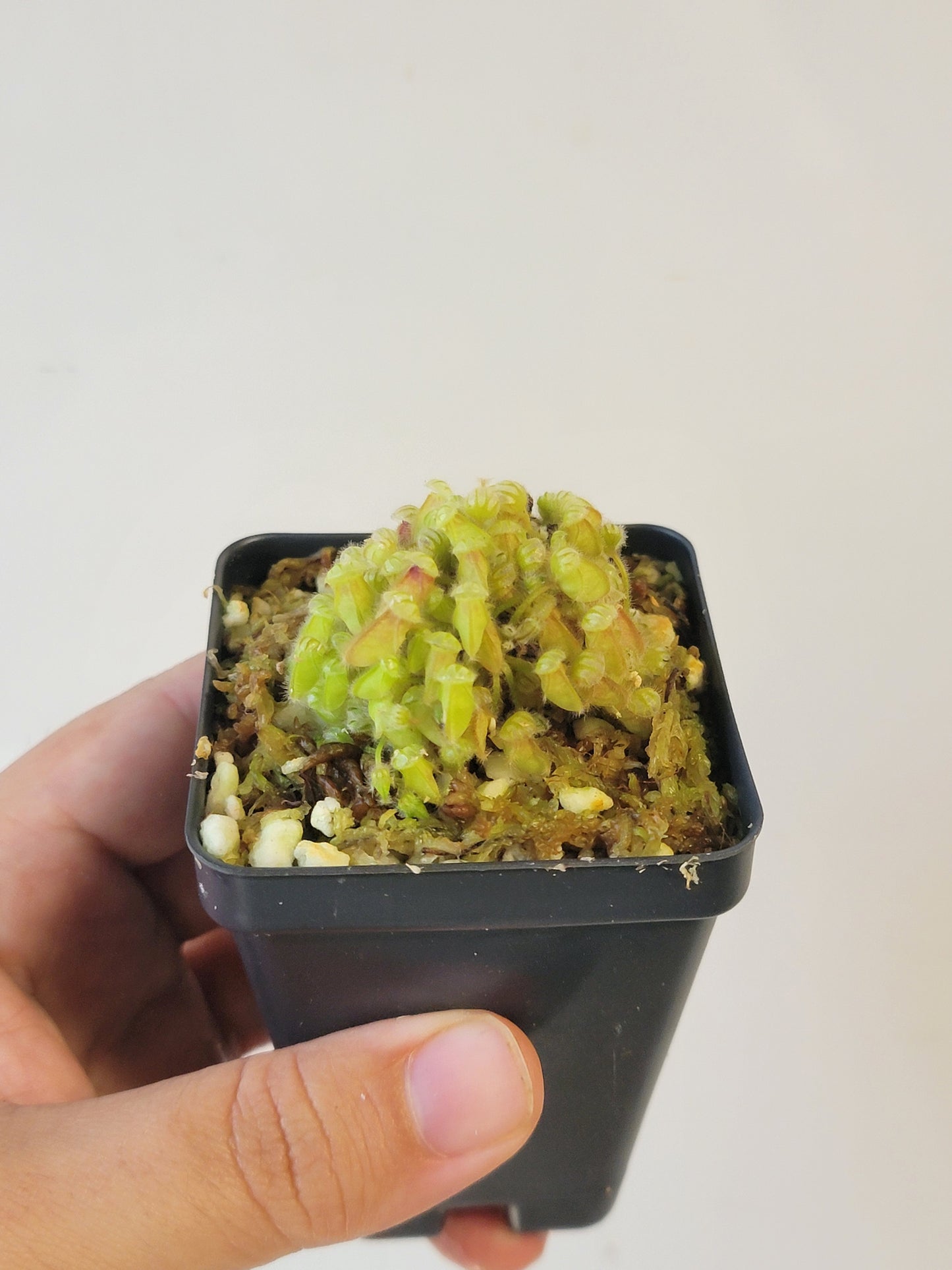 Cephalotus follicularis BCP