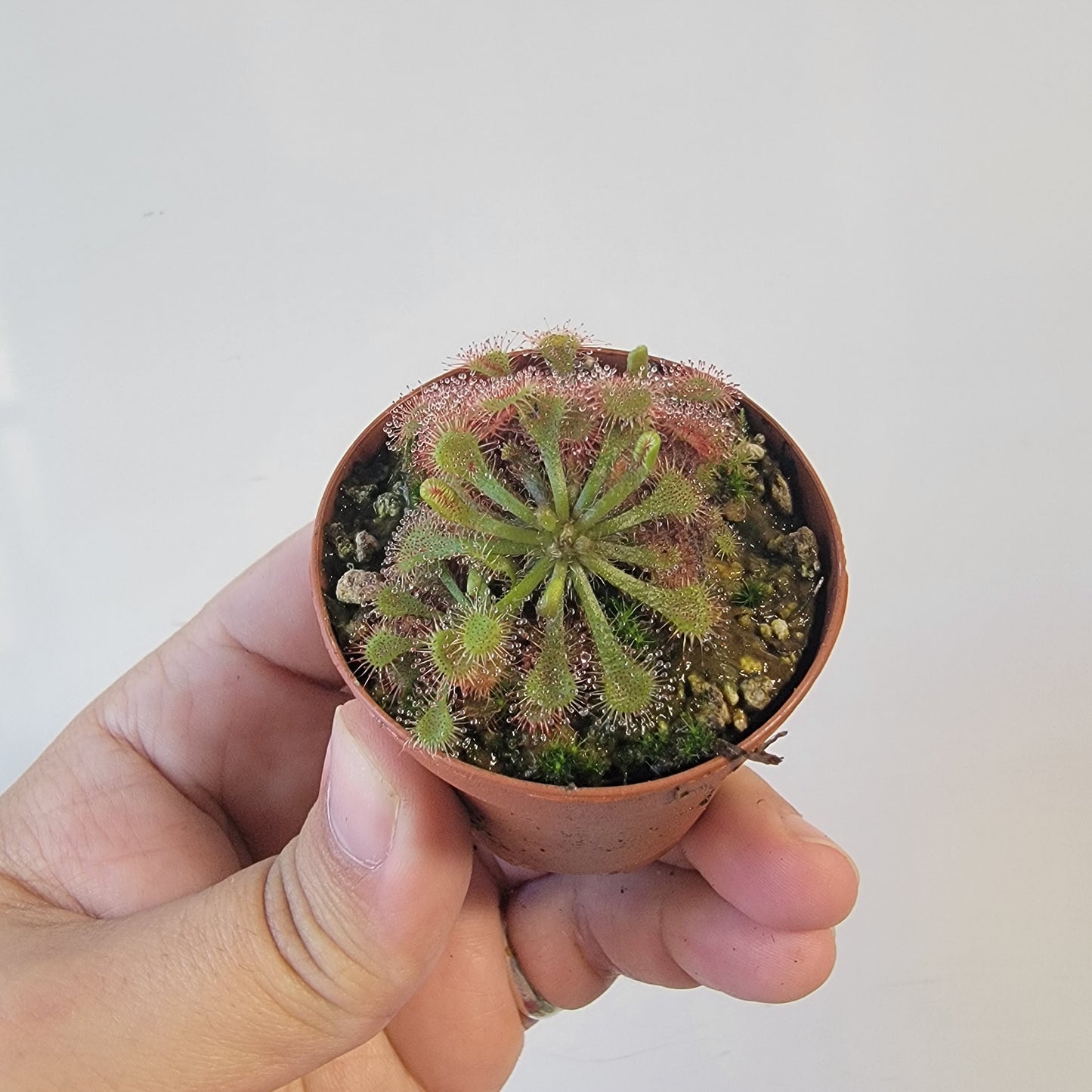 Drosera spathulata