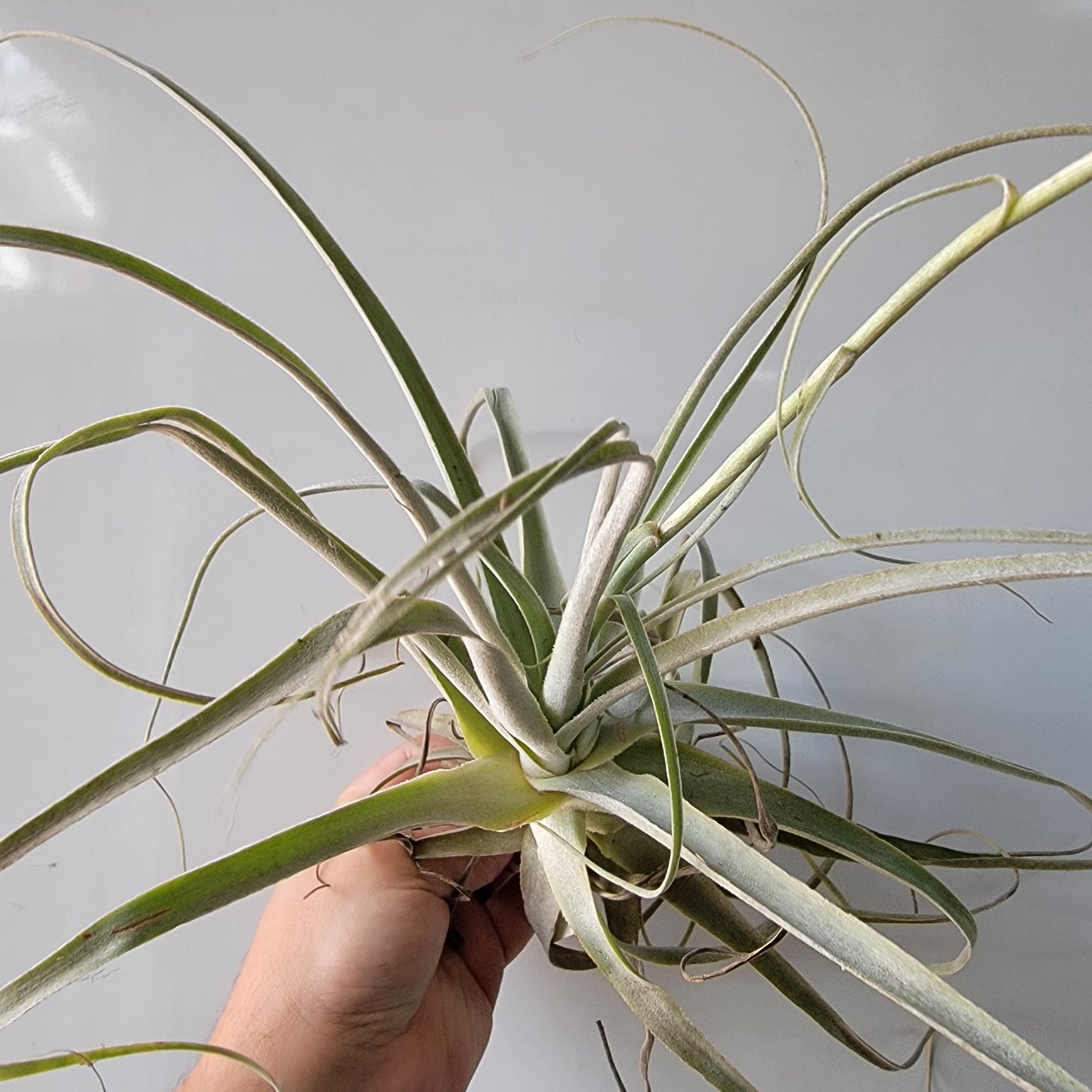 Tillandsia straminea thin 10"