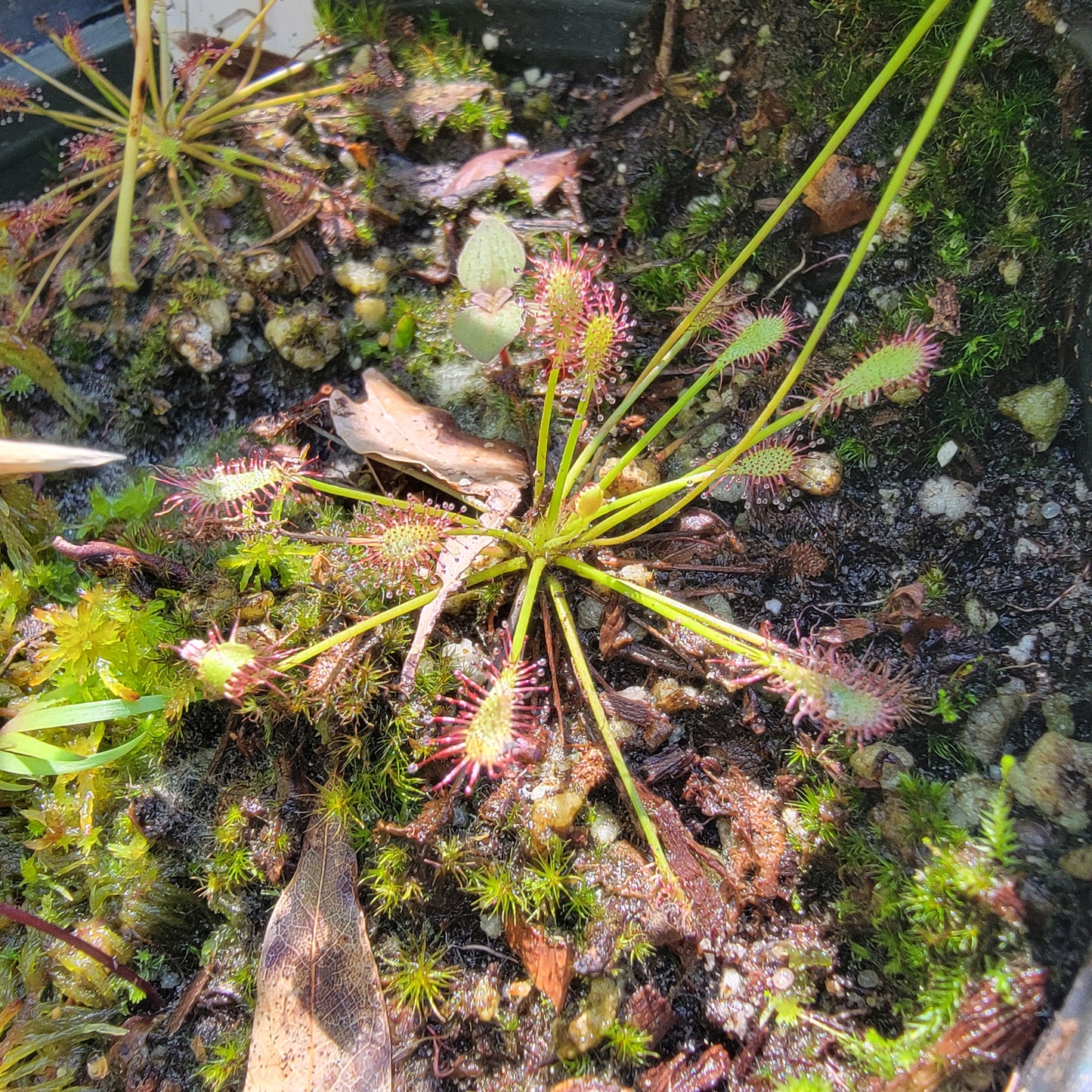 Drosera intermedia bare root