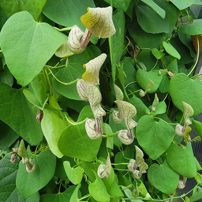 Aristolochia argentina