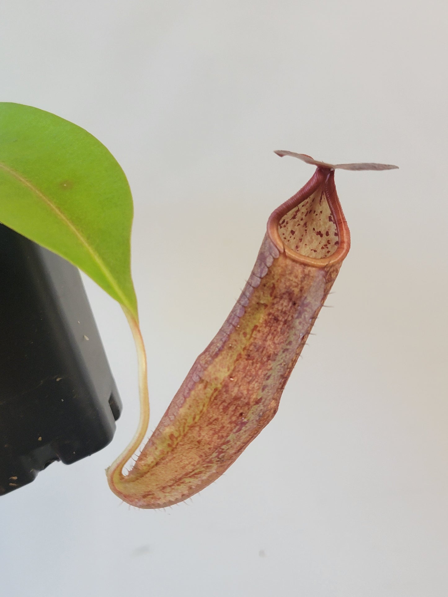 Nepenthes boschiana x sanguinea SG