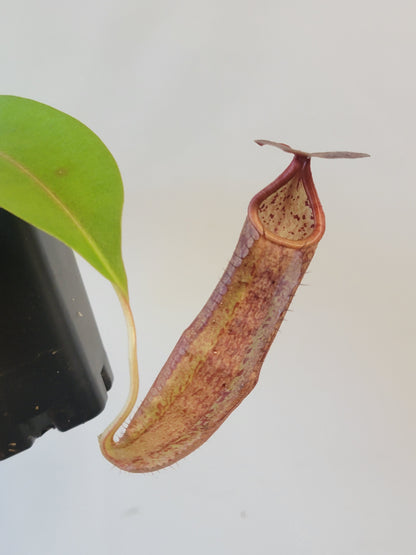 Nepenthes boschiana x sanguinea SG