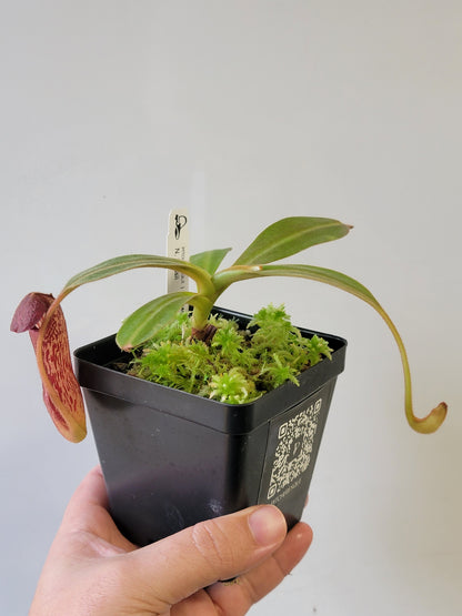 Nepenthes klossii 'True Clone' BE