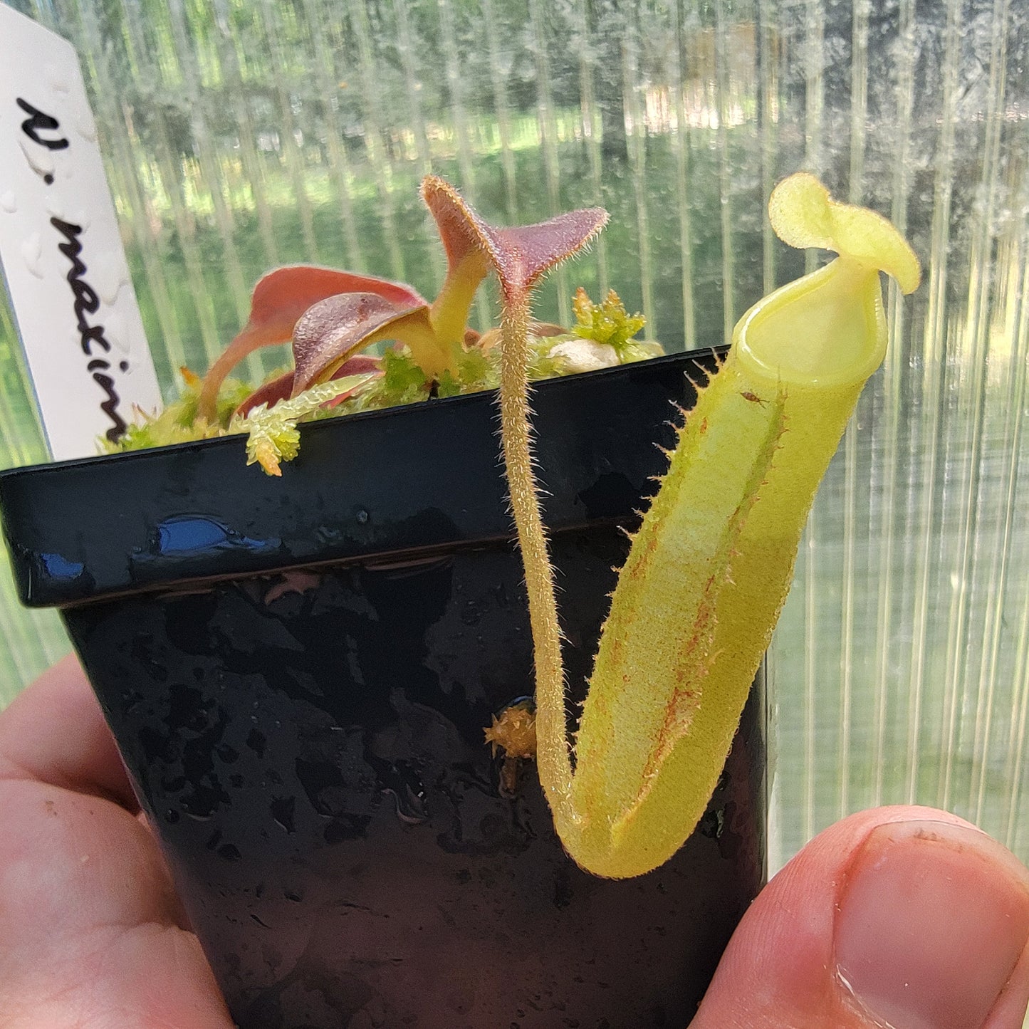 Nepenthes maxima purple wavy leaf BE