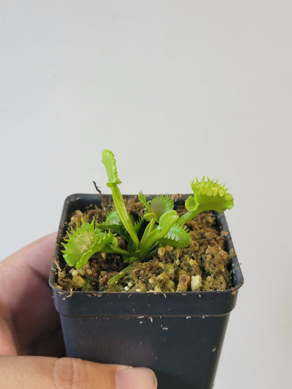 Dionaea musc. "GJ Shir Khan"