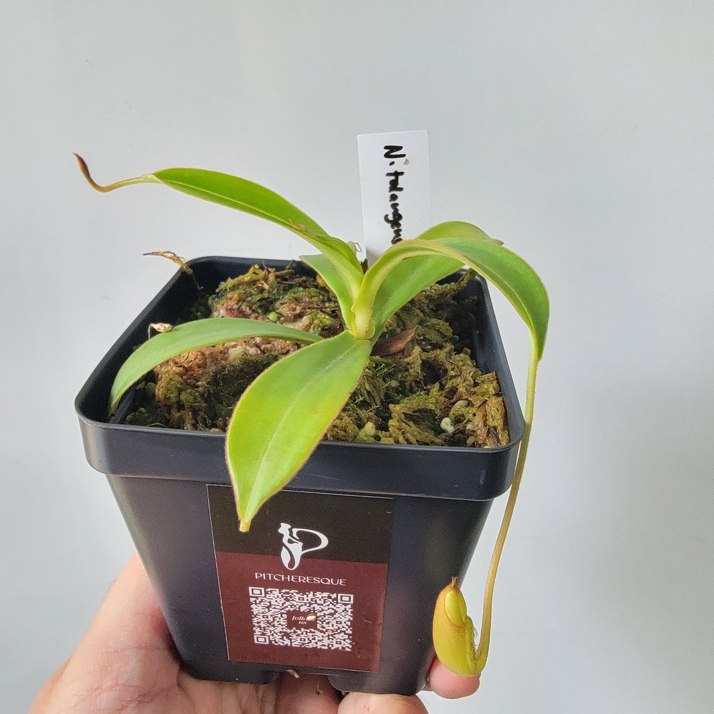 Nepenthes talangensis x spectabilis BE
