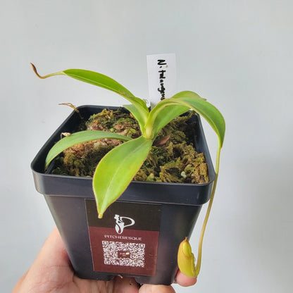 Nepenthes talangensis x spectabilis BE