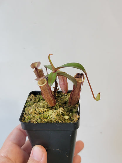 Nepenthes ulukaliana x ramispina BCP