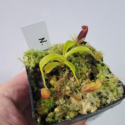 Nepenthes lowii BE