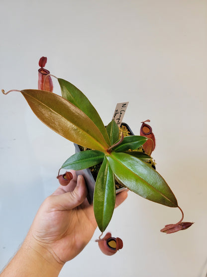Nepenthes ampullaria x sibuyanensis BE