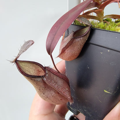 Nepenthes tentaculata BE