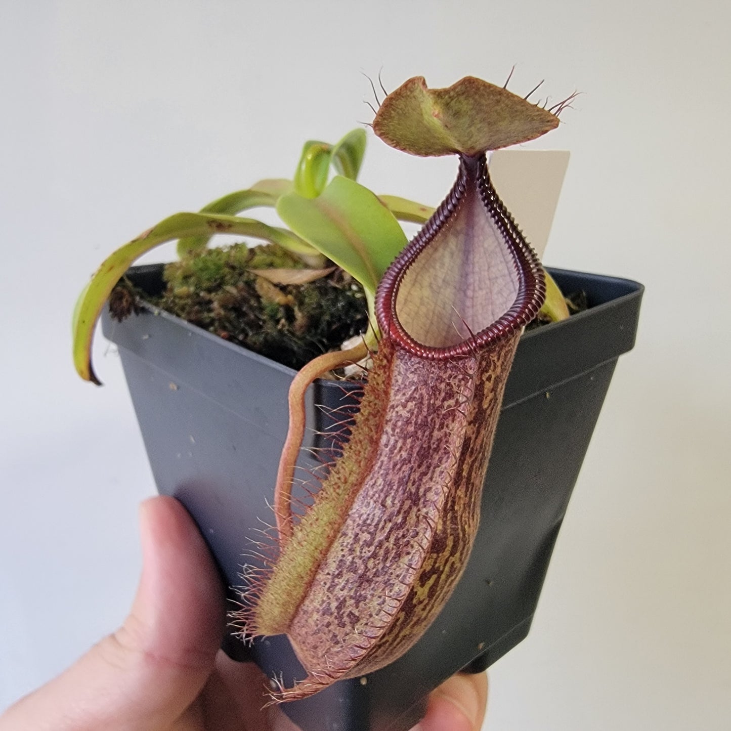 Nepenthes spathulata x hamata 'Tambusisi' BE