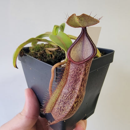 Nepenthes spathulata x hamata 'Tambusisi' BE