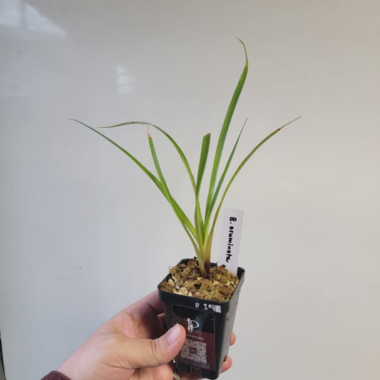 Brocchinia acuminata BCP