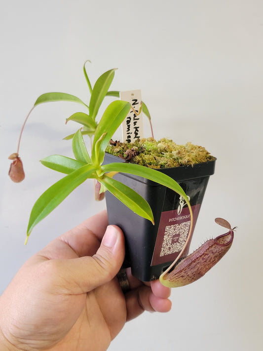 Nepenthes ulukaliana x ramispina BCP