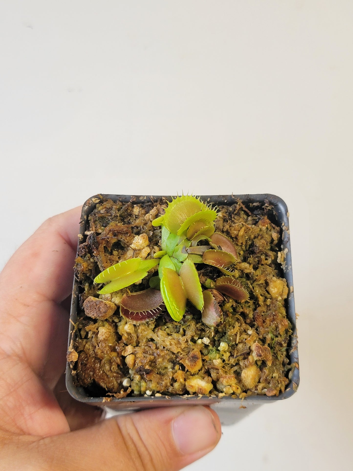 Dionaea musc. "GJ Bloody Nurse"