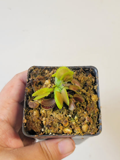 Dionaea musc. "GJ Bloody Nurse"