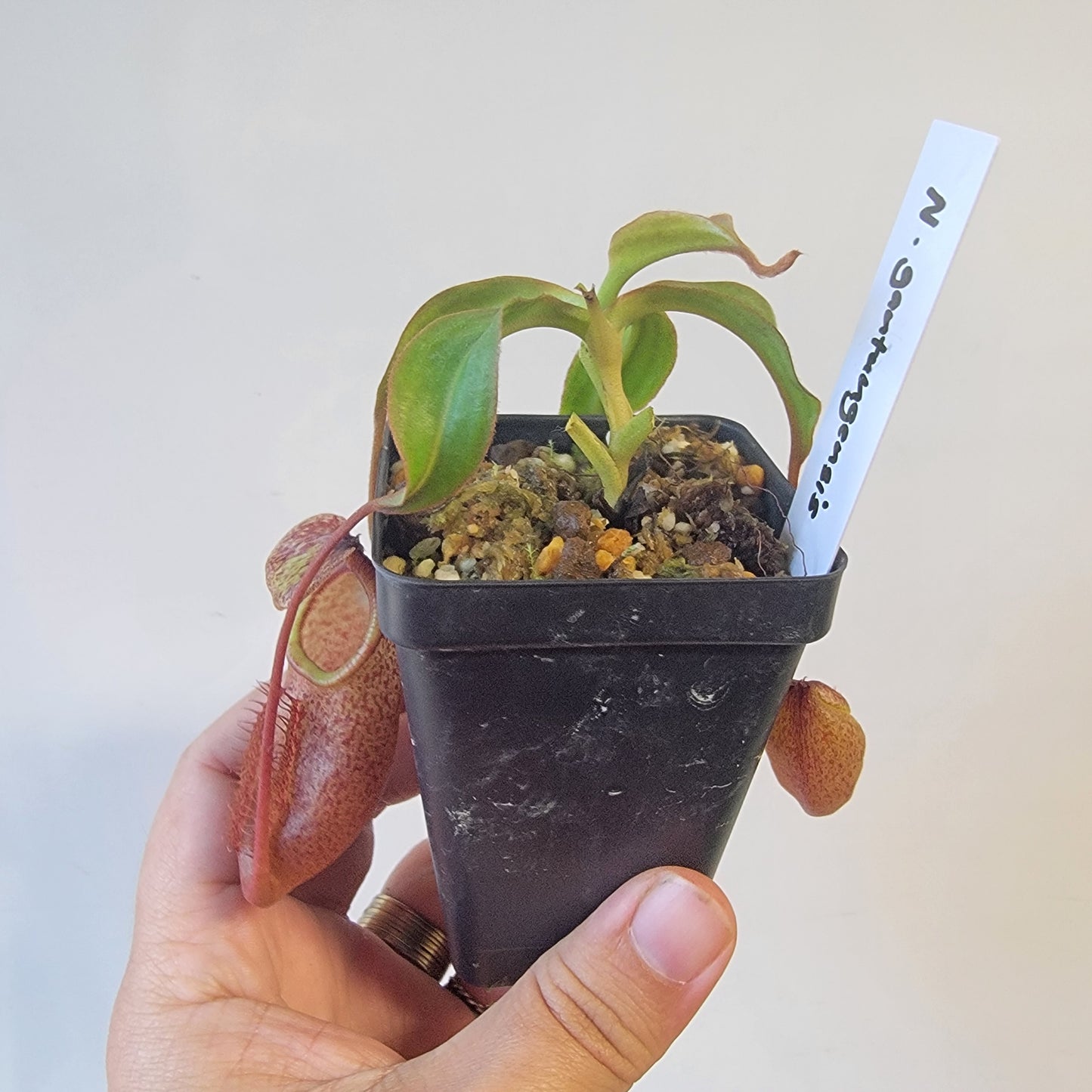 Nepenthes gantungensis BCP