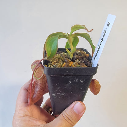 Nepenthes gantungensis BCP