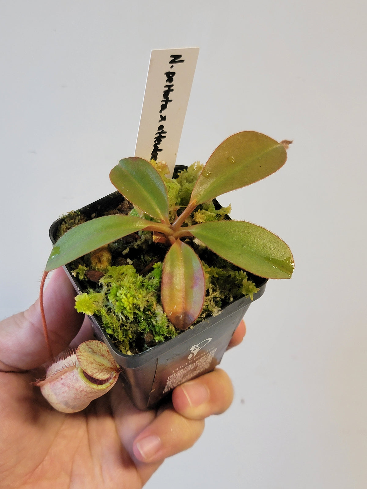 Nepenthes peltata x attenboroughii BE