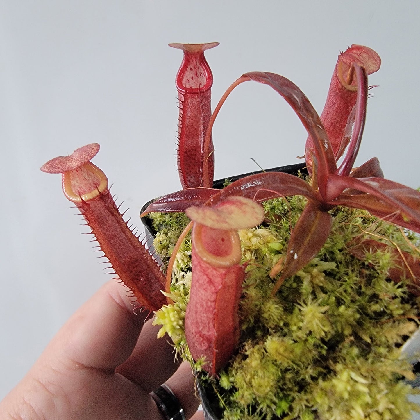 Nepenthes densiflora BE