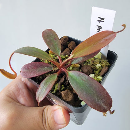 Nepenthes peltata BE *Select Clone*