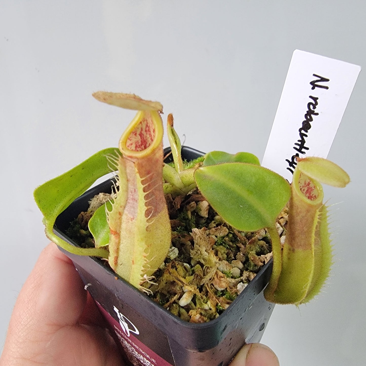 Nepenthes robcantleyi x veitchii 'Sungai Samba' BE