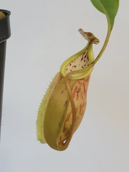Nepenthes glabrata x veitchii BE