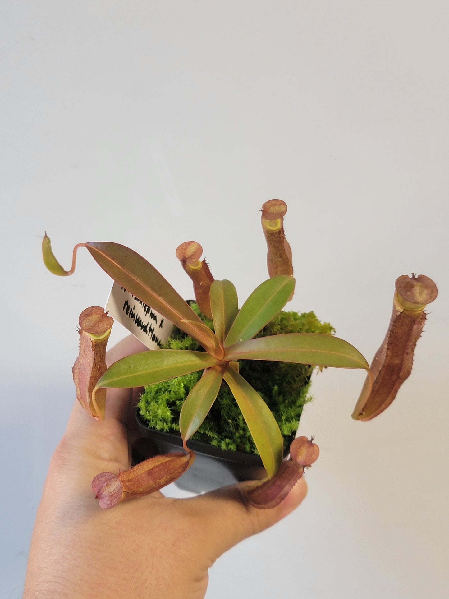 Nepenthes ramispina x reinwardtiana BE