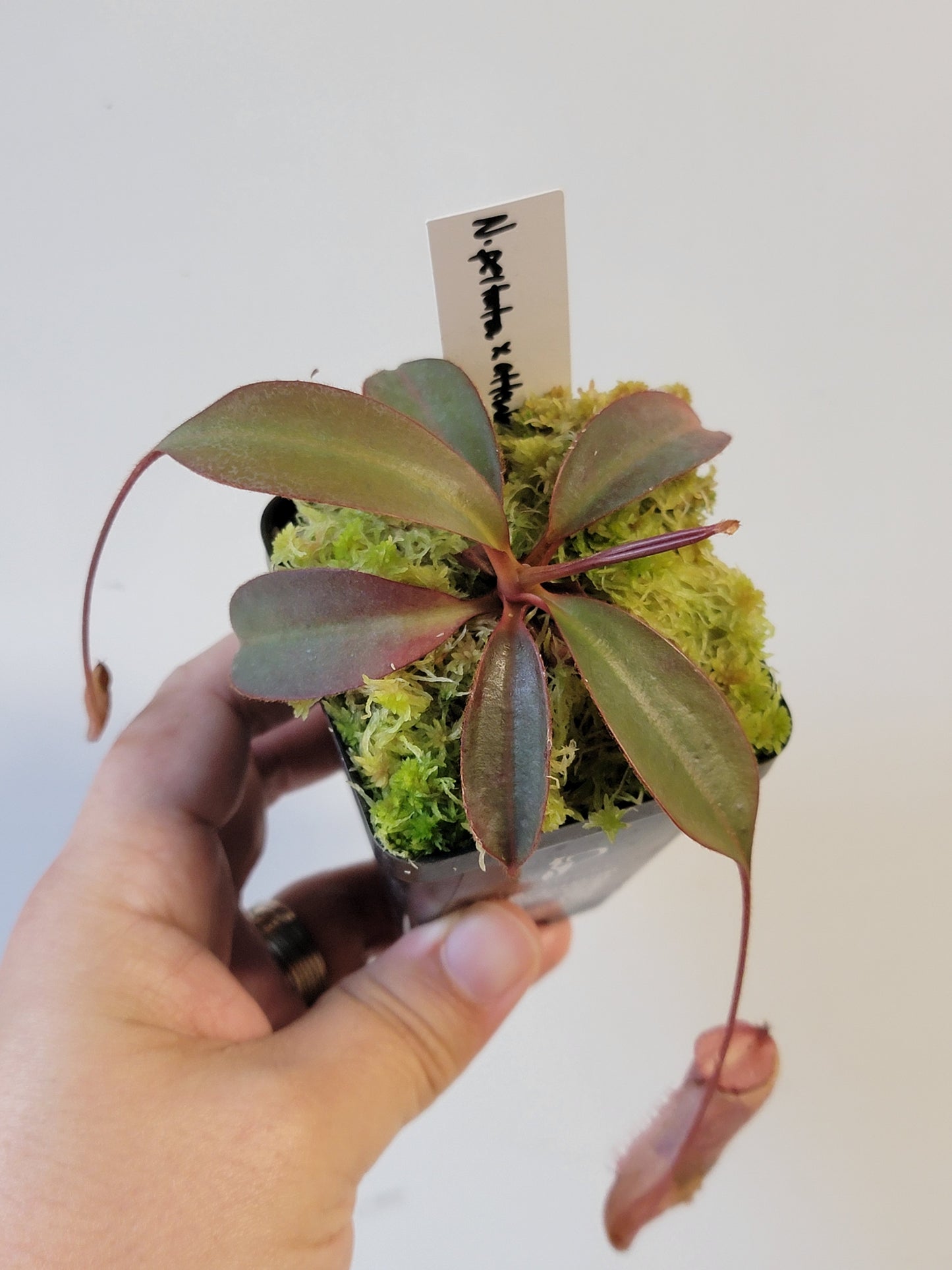 Nepenthes peltata x attenboroughii BE