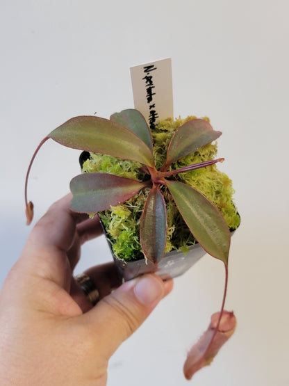 Nepenthes peltata x attenboroughii BE