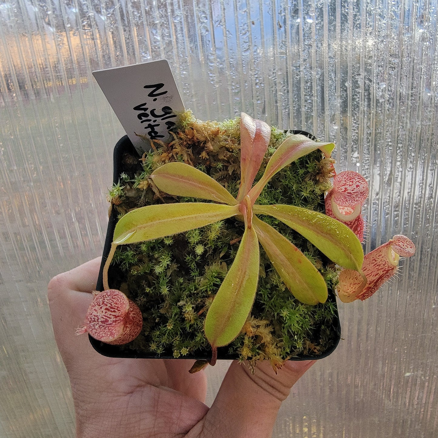 Nepenthes glabrata x veitchii BE