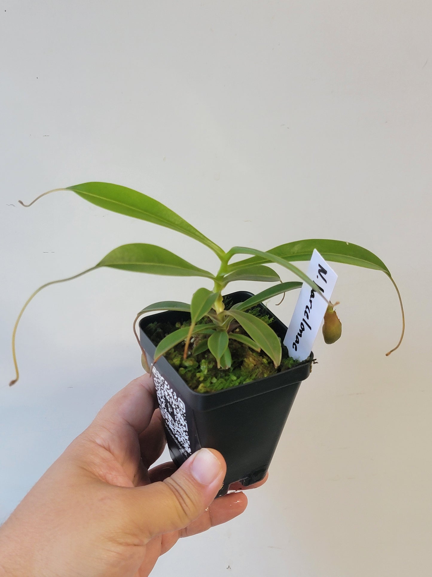 Nepenthes barcelonae BE