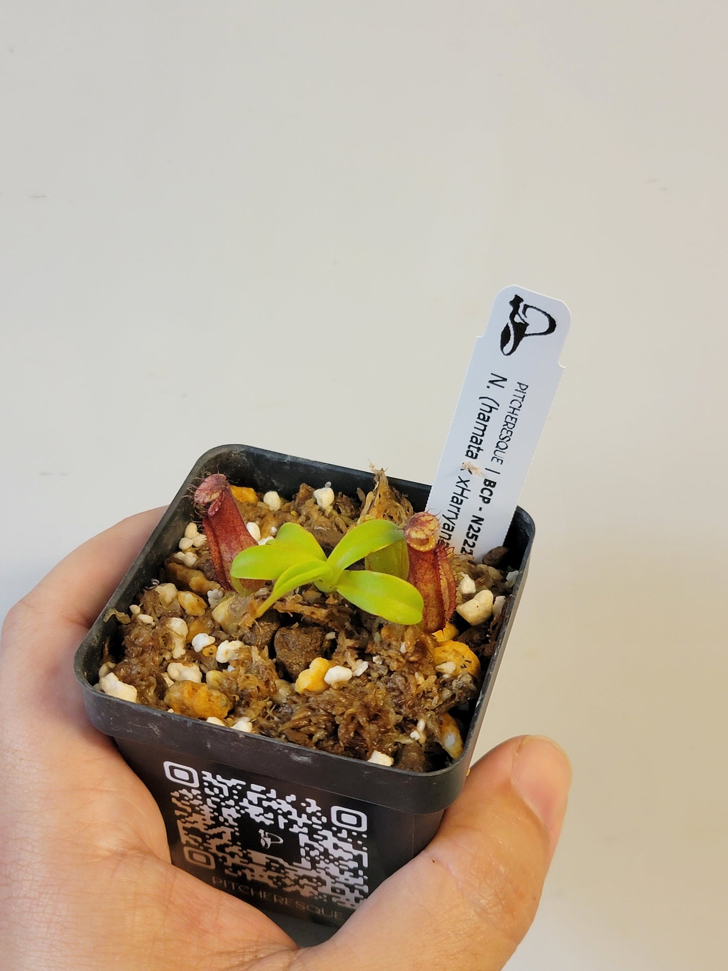 Nepenthes hamata x xHarryana BCP
