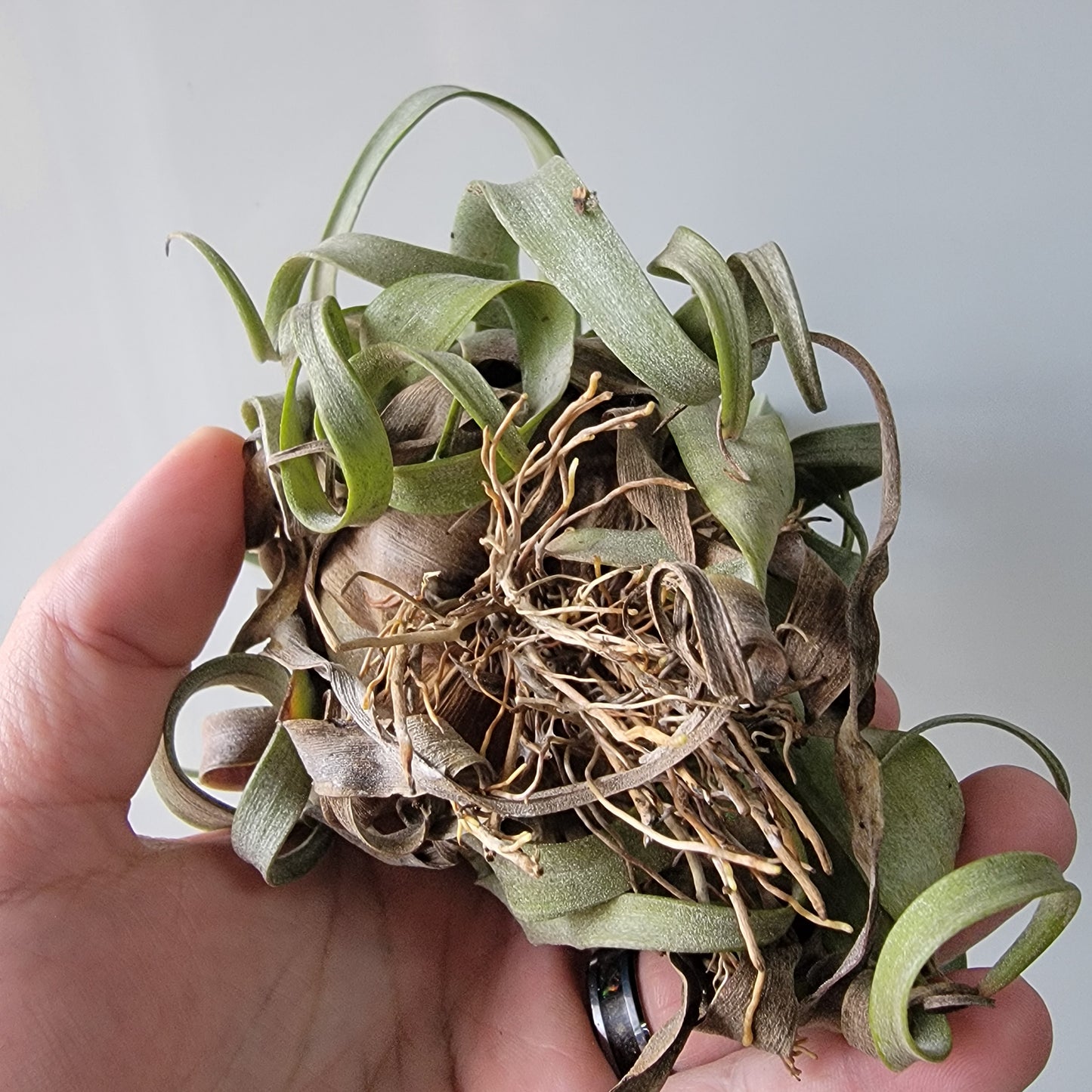 Tillandsia Streptophylla 6"