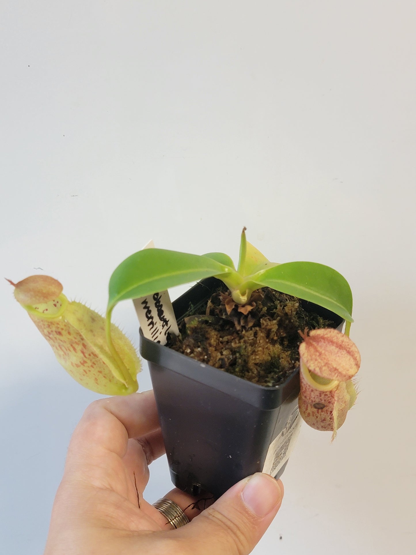 Nepenthes robcantleyi x merrilliana BE