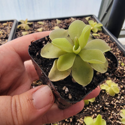 Pinguicula "Piruoette"