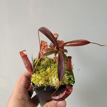 Nepenthes densiflora BE