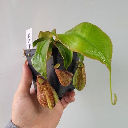 Nepenthes viking x lowii x campanulata 'Giant' PP