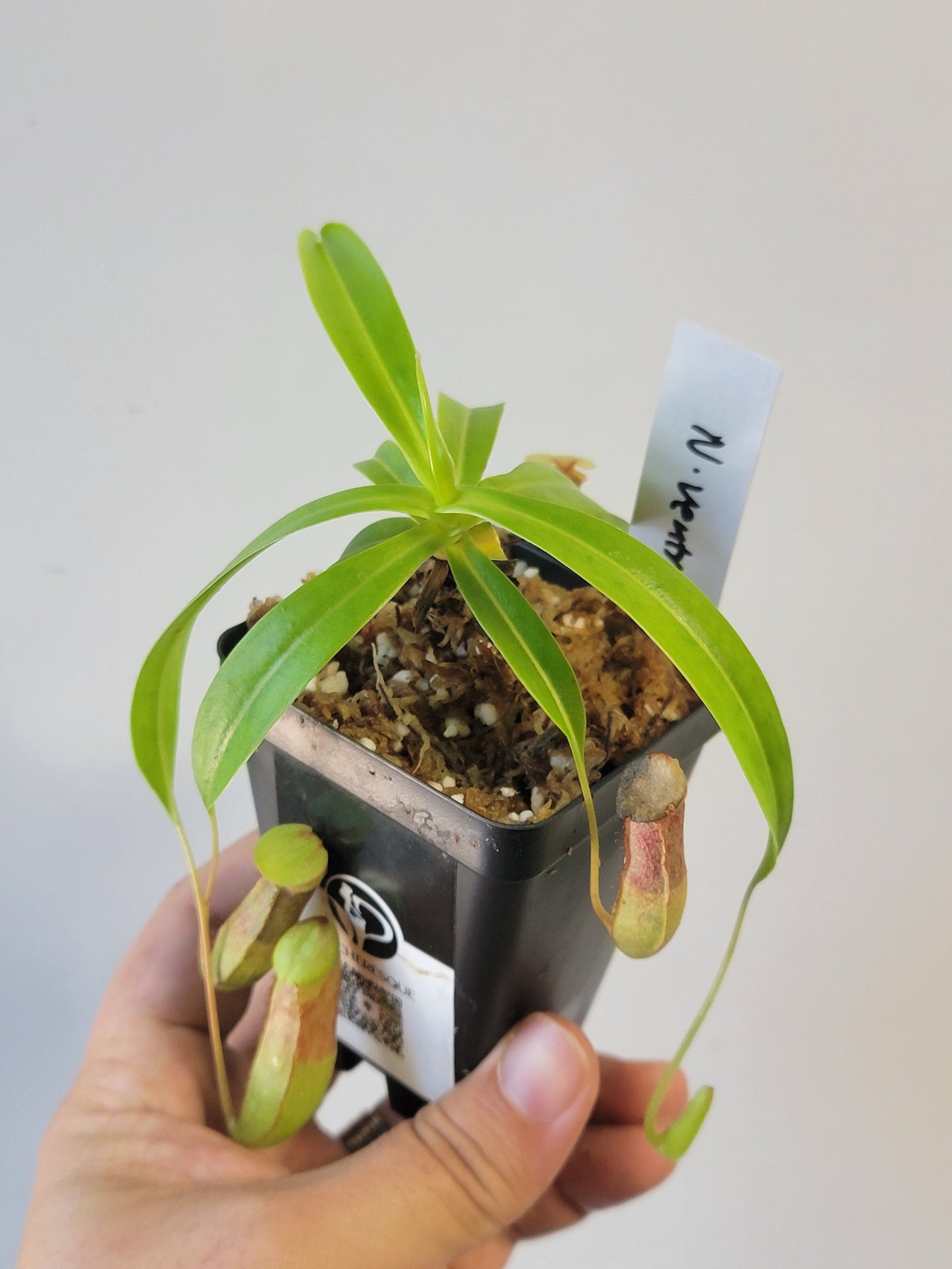 Nepenthes ventricosa 'Madja-as' BE