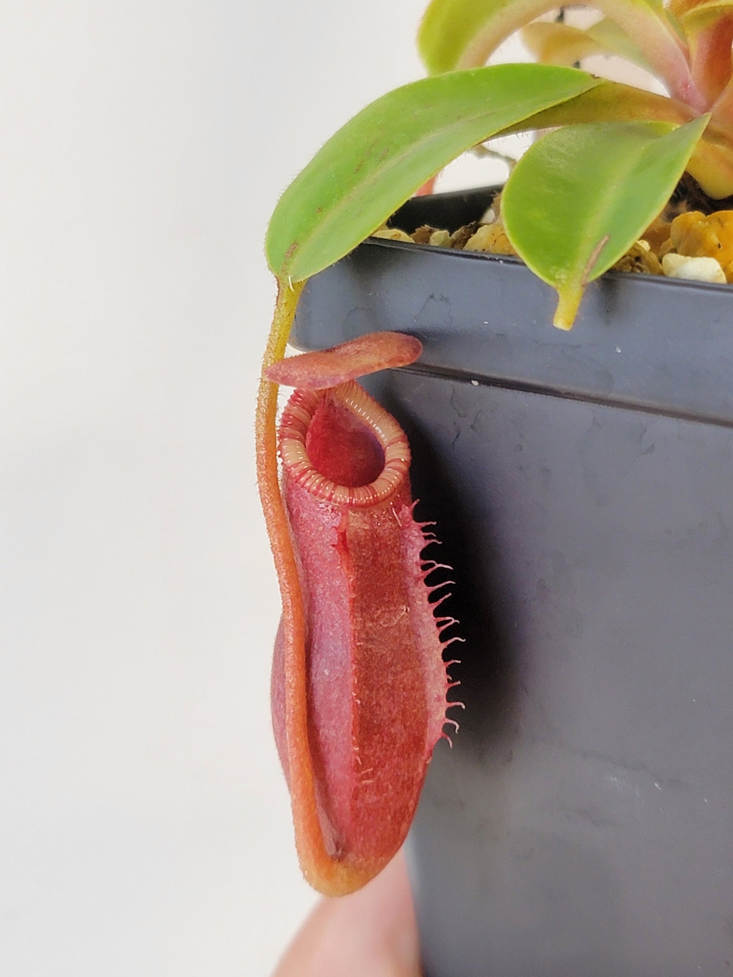 Nepenthes villosa x veitchii (striped peristome) BE