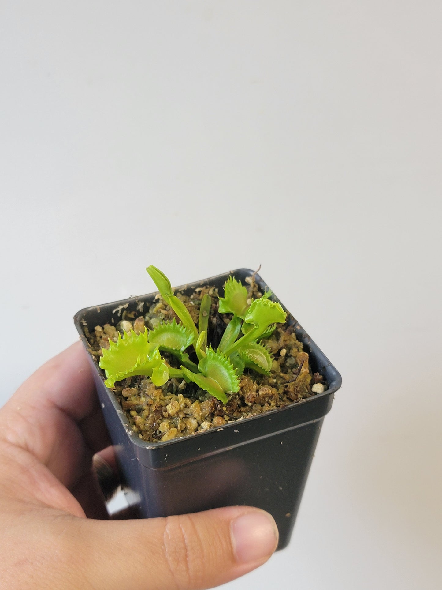 Dionaea musc. "GJ Shir Khan"