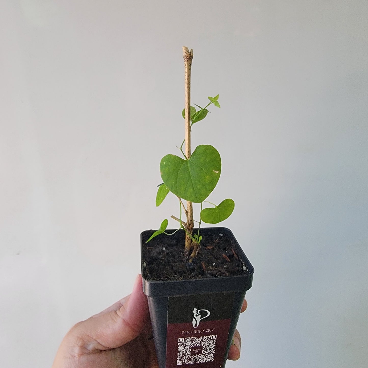 Aristolochia argentina
