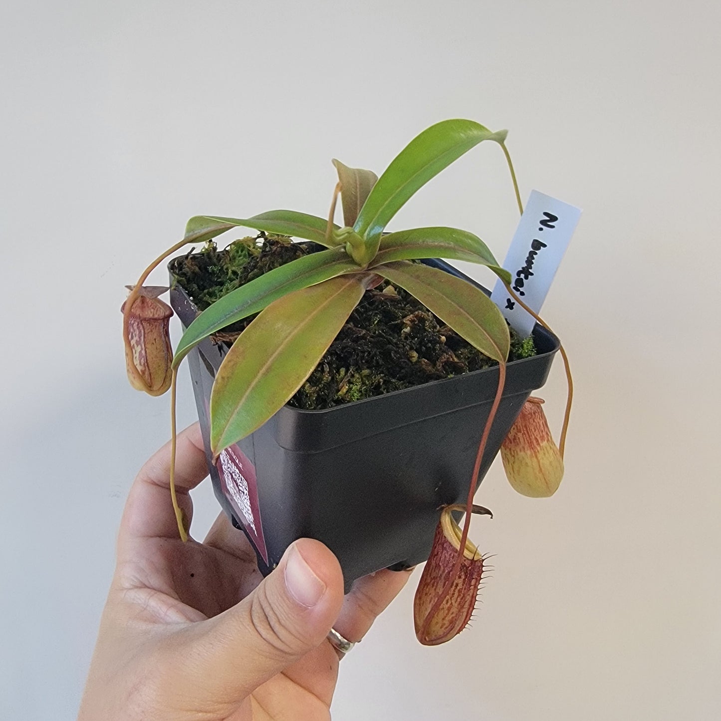 Nepenthes burkei x tenuis BE