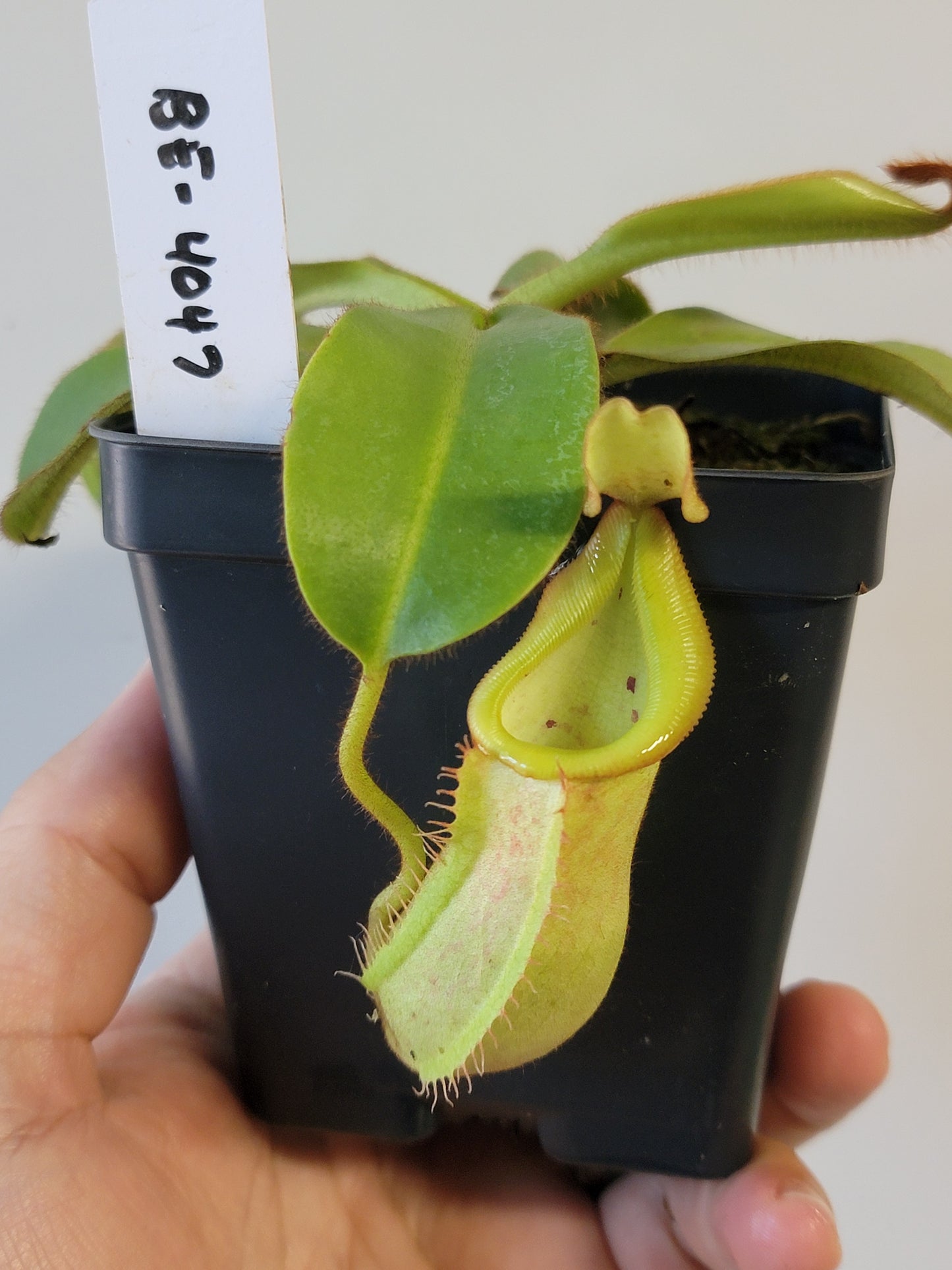 Nepenthes petiolata x veitchii BE