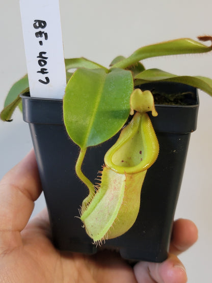 Nepenthes petiolata x veitchii BE